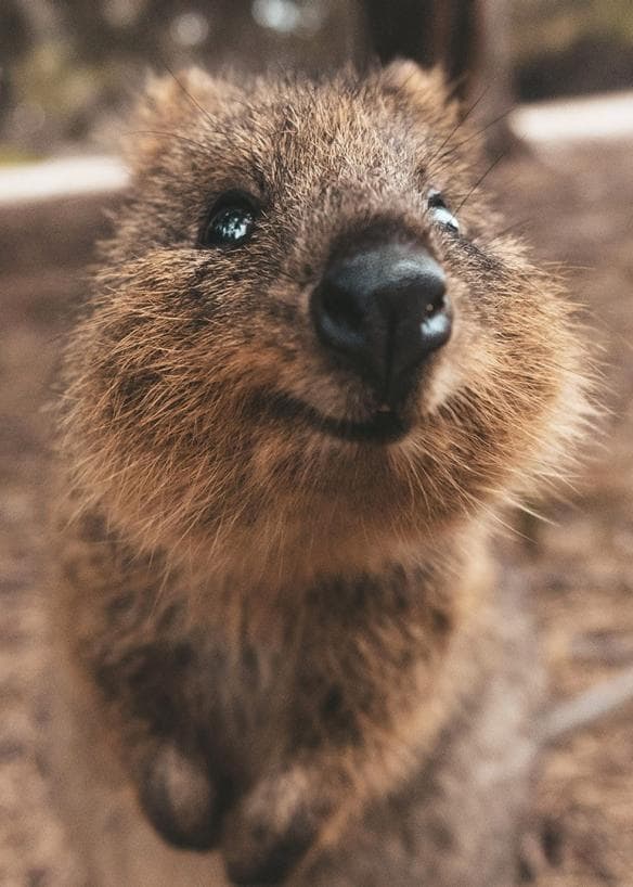 A quokka smiling at the camera on Rottnest Island, Western Australia © James Vodicka