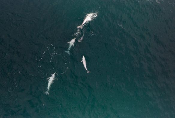 Aerial view over a pod of dolphins, Kangaroo Island Ocean Safari, Kangaroo Island, South Australia © Tourism Australia