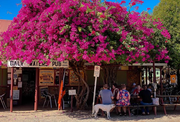 A group of people seated outside a pub with a large, pink floral tree hanging over them at Daly Waters Pub, Top End, Northern Territory © Tourism NT/Kate Flowers