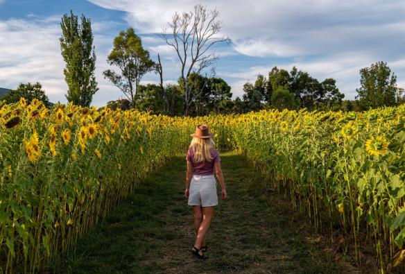 A person walks through a maze of towering sunflowers at Majura Farm in Canberra, surrounded on all sides by the vibrant yellow blooms, Canberra, Australian Capital Territory © Tourism Australia