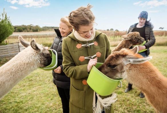 Three guests, dressed in wooly winter clothes, hold bright green buckets of animal feed. Each guest has a fluffy alpaca or llama, stuffing their head into the feed bucket to eat the food at Blackwattle Alpaca Farm, Canberra, Australian Capital Territory © Tourism Australia