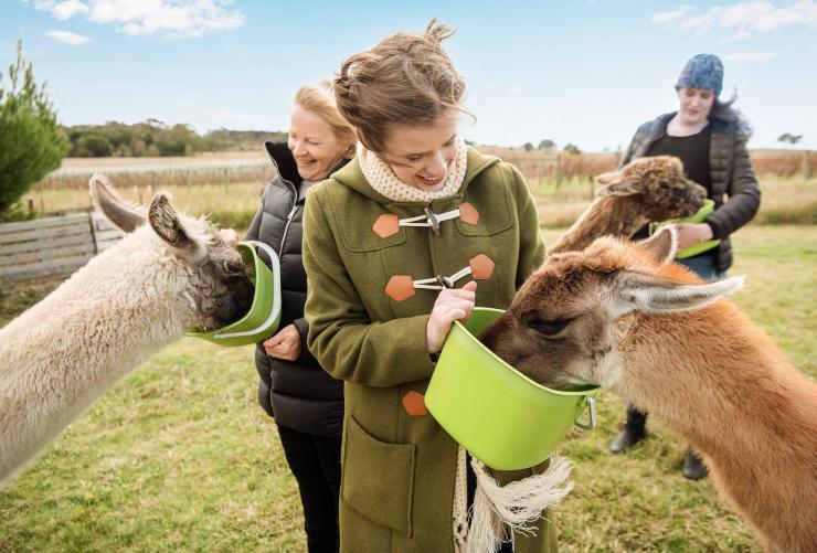 Three guests, dressed in wooly winter clothes, hold bright green buckets of animal feed. Each guest has a fluffy alpaca or llama, stuffing their head into the feed bucket to eat the food at Blackwattle Alpaca Farm, Canberra, Australian Capital Territory © Tourism Australia