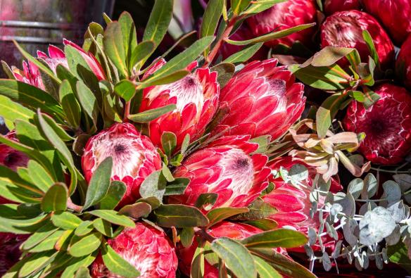 Buckets of freshly picked pink proteas sit at the Armidale Farmers Market, Armidale New South Wales © LightCatcher Images