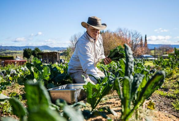 A gardner picks fresh kale from a kitchen garden at Cupitt’s Estate, South Coast, New South Wales © Tourism Australia