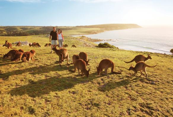 Couple in the wild with kangaroos around them on Kangaroo Island, South Australia © Tourism Australia