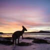 Kangaroo, Lucky Bay, Cape Le Grand National Park, WA © Tourism Western Australia