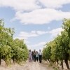 A group of people walking throw lush vineyards with McLeod Tours, Margaret River, Western Australia © Tourism Australia