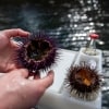 Urchin, TAS © Tourism Australia