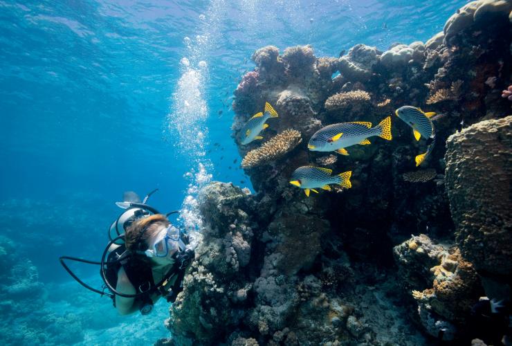 An underwater scene of a person snorkelling beside a school of colourful fish, Lizard Island, Great Barrier Reef, Queensland © Tourism and Events Queensland/Darren Jew 