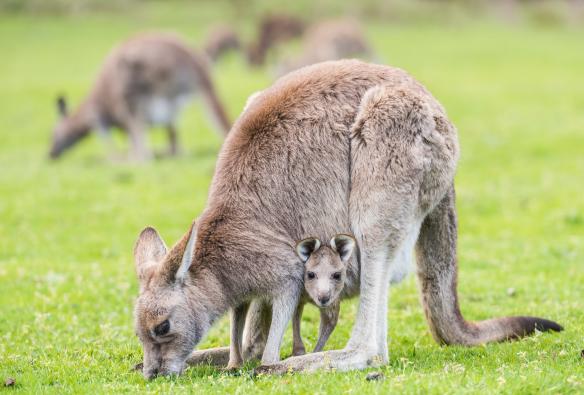 Grampians National Park, Victoria © Rob Blackburn Photography