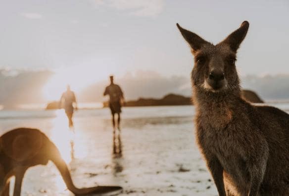 A wallaby in the foreground, with another kangaroo and two people walking along the beach during sunrise in the background at Cape Hillsborough, Mackay, Queensland © Tourism and Events Queensland