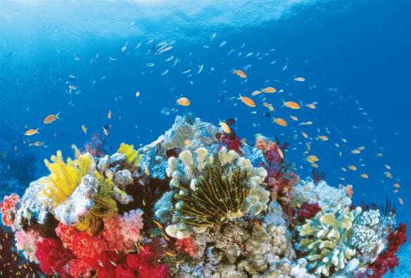 Off Whitsunday Island, Great Barrier Reef, QLD © Tourism and Events Queensland