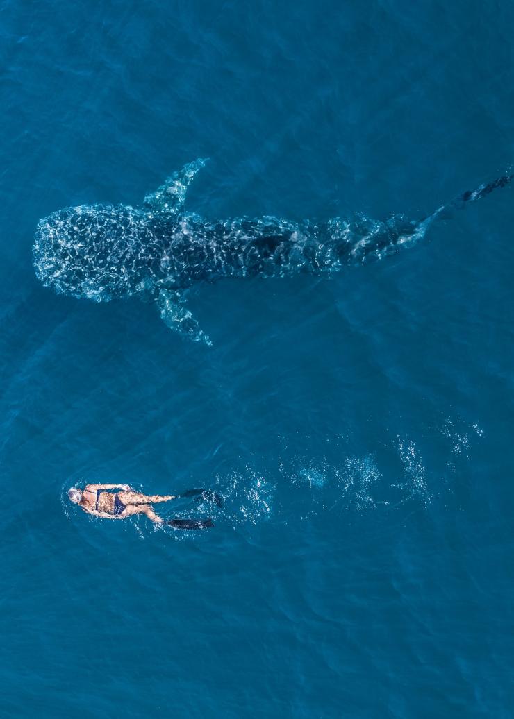 Ningaloo Marine Park, Ningaloo Reef, WA © Tourism Western Australia