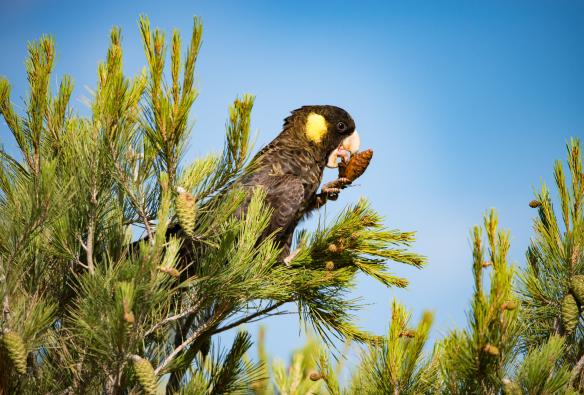 A black cockatoo with a yellow patch eating a plant in a green tree, Cygnet River, Kangaroo Island, South Australia  © Exceptional Kangaroo Island