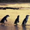 Little penguins, Phillip Island Nature Park, VIC © Phillip Island Nature Park