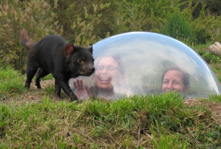Two people eye to eye with a Tasmanian Devil through an underground viewing room, Tasmanian Devil Unzoo, Taranna, Tasmania © Tourism Tasmania
