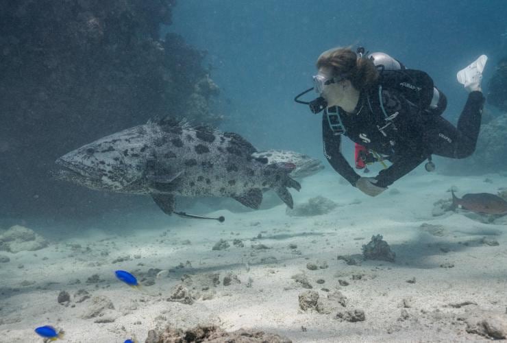A scuba diver swimming beside two potato cods with smaller, vibrant blue fish below them with Spirit of Freedom on the Great Barrier Reef, Queensland © Tourism Tropical North Queensland