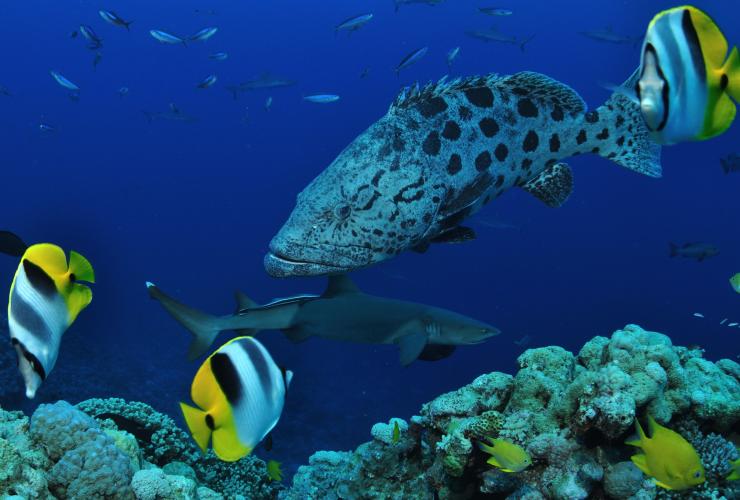 A potato cod swimming beside a small reef shark and a colourful school of fish at the North Horn dive site on Osprey Reef, Great Barrier Reef, Queensland © Tourism and Events Queensland/Nigel Marsh