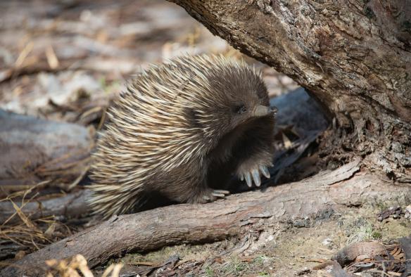 Echidna in Flinders Chase National Park, Kangaroo Island, South Australia © Exceptional Kangaroo Island 