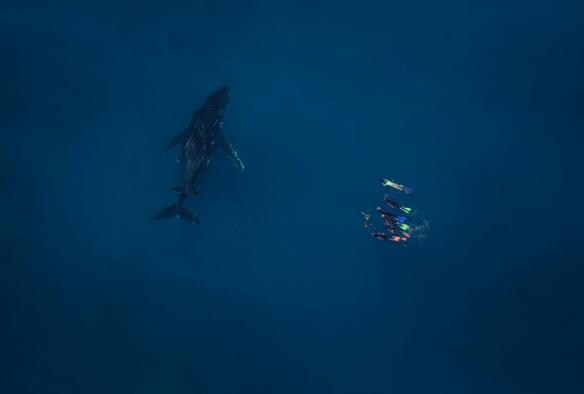 An aerial view of swimmers with a humpback whale calf and its mum on a tour with Live Ningaloo, Exmouth, Western Australia © Ningaloo Aviation and Jacob Hill / Live Ningaloo