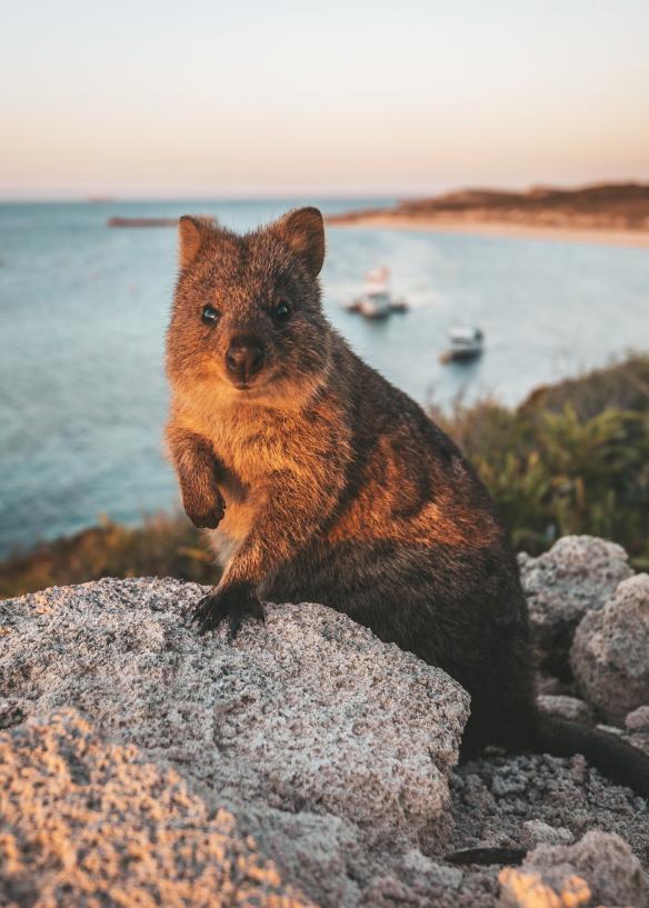 A quokka smiling at the camera on Rottnest Island, Western Australia © Tourism Australia