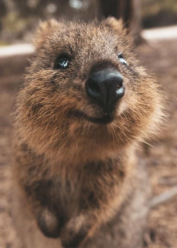 A quokka smiling at the camera on Rottnest Island, Western Australia © James Vodicka
