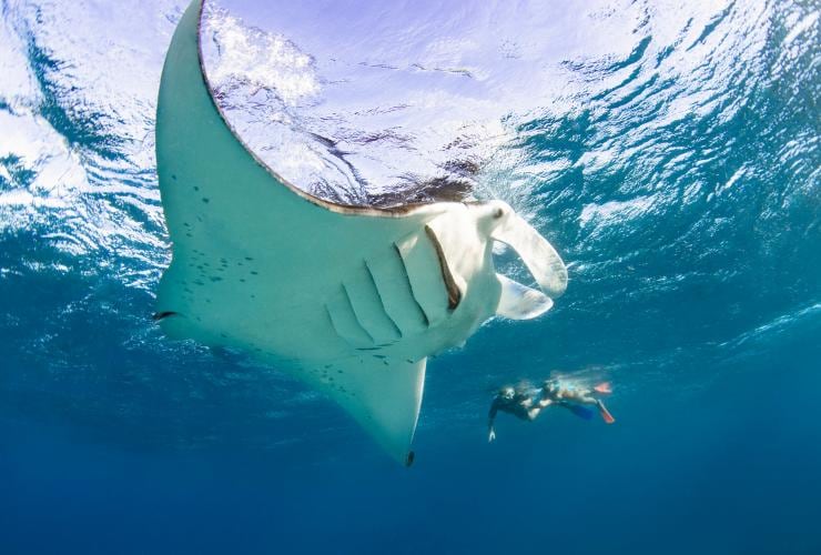 Underwater photo of two people snorkelling near a manta ray, Lady Elliot Island, Queensland © Tourism and Events Queensland
