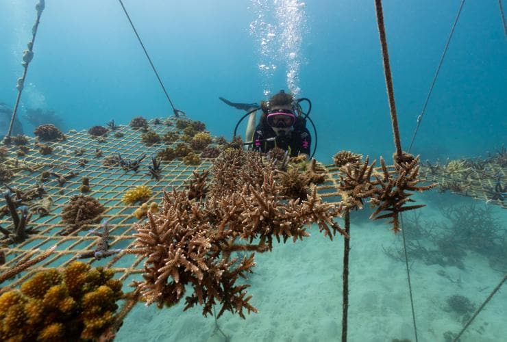Scuba Diver at Coral Nurseries Dive Site, Great Barrier Reef, Queensland © Tourism and Events Queensland