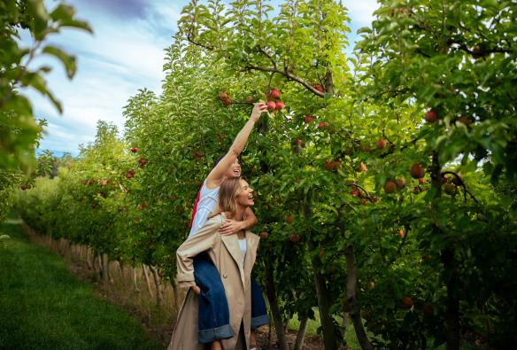 Two women pick apples in an orchard, Lenswood Pick Your Own, Lenswood, South Australia © South Australian Tourism Commission