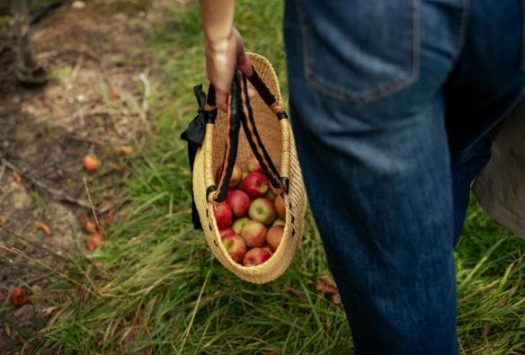 A basket of red apples, Lenswood Pick Your Own, Lenswood, South Australia © South Australian Tourism Commission