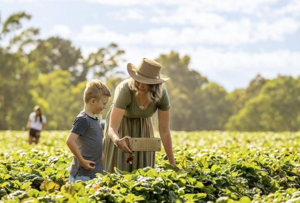 A mother and son pick strawberries, Beerenberg Farm, Hahndorf, South Australia © Tourism Australia