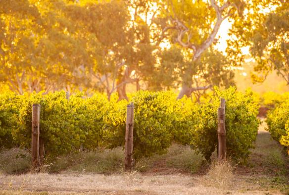 Vines at Yalumba Menzies Retreat, Limestone Coast, South Australia © Yalumba