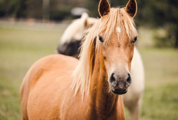 Close-up of a horse, Seven Peaks Farm Stay, Sunshine Coast, Queensland © Seven Peaks Farm Stay