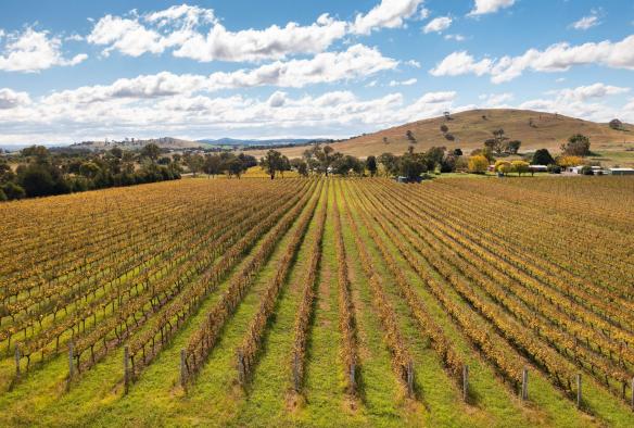 An overhead landscape photo shows rows of grapevines surrounded by trees and the cool, arid, hilly surrounds of the Canberra wine region, Canberra, Australian Capital Territory © Tourism Australia 