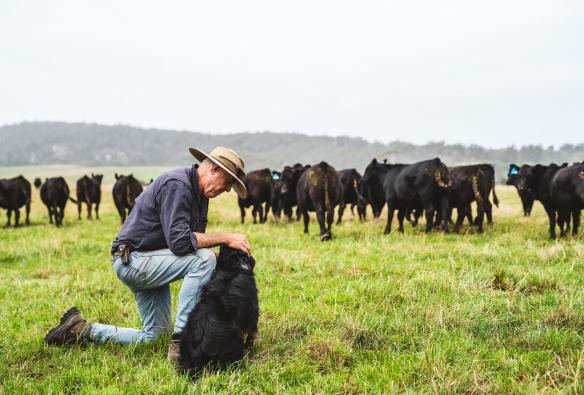 Farmer petting his dog with a herd of cows in the background at Martha Vale Park, St Helens, Tasmania © Stu Gibson