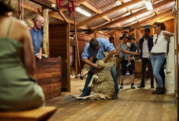 A man shears a sheep, Curringa Farm, Hamilton, Tasmania © Tourism Australia