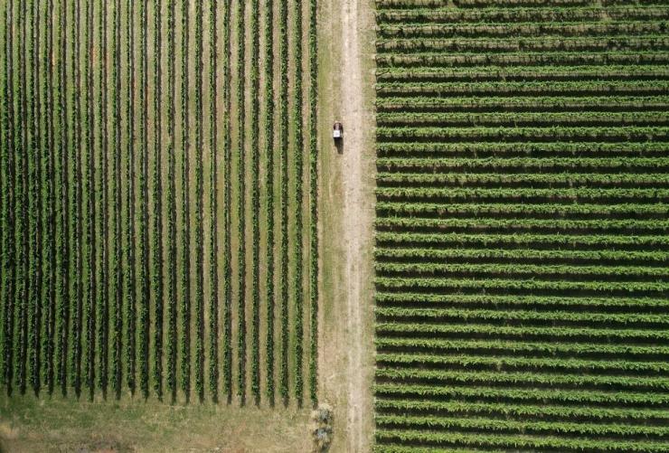 Aerial of vines in Orange, New South Wales © Tourism Australia