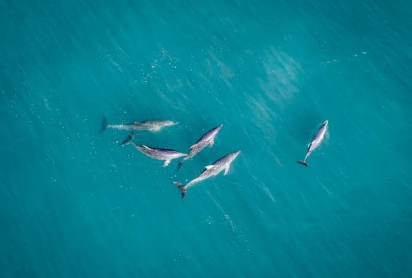 Aerial view of a pod of dolphins at Monkey Mia, Shark Bay, Western Australia © Tourism Western Australia