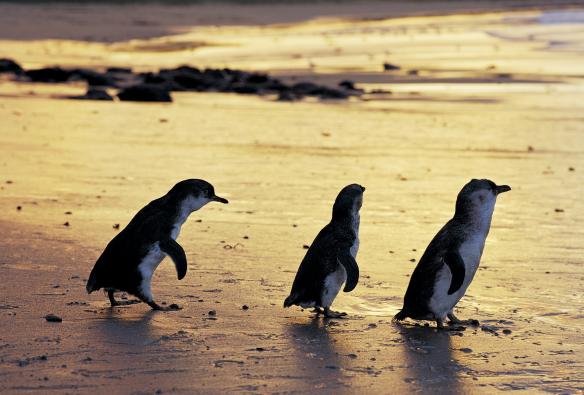 Three little penguins on the beach at sunset on Phillip Island, Victoria © Phillip Island Nature Parks