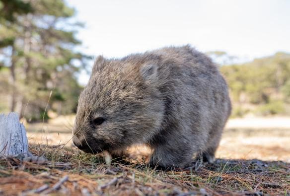 Wombat on Maria Island, Tasmania © Robert King Visuals