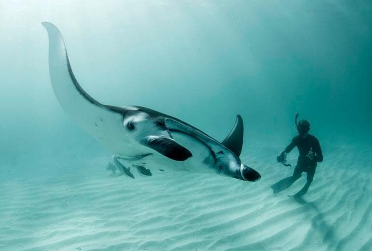 Manta ray and diver, Ningaloo Reef, Western Australia © Tourism Western Australia