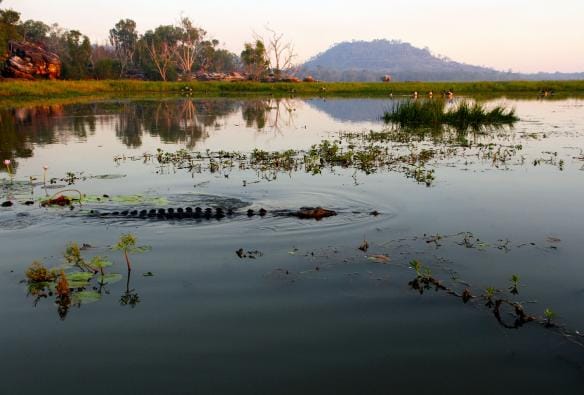 Davidson’s Arnhemland Safaris, Crocodile, Mt Borradaile, NT © Tourism Australia