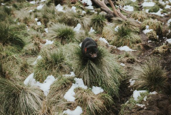 Devils @ Cradle, Cradle Mountain National Park, TAS © Laura Helle