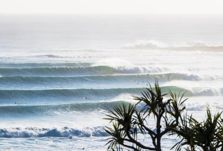 Several waves roll into shore with a palm tree in the foreground at Snapper Rocks, Gold Coast, Queensland © Tourism and Events Queensland
