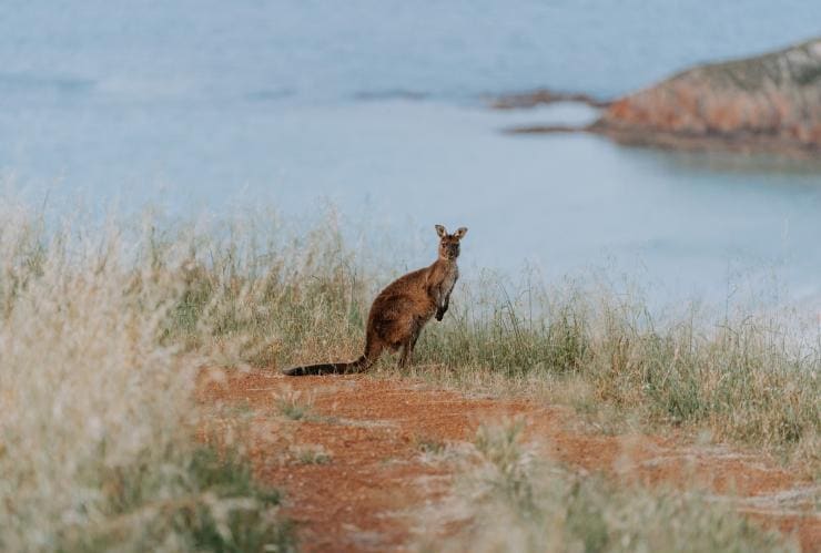Kangaroo Island, SA © Wander/ Remy Brand Creative