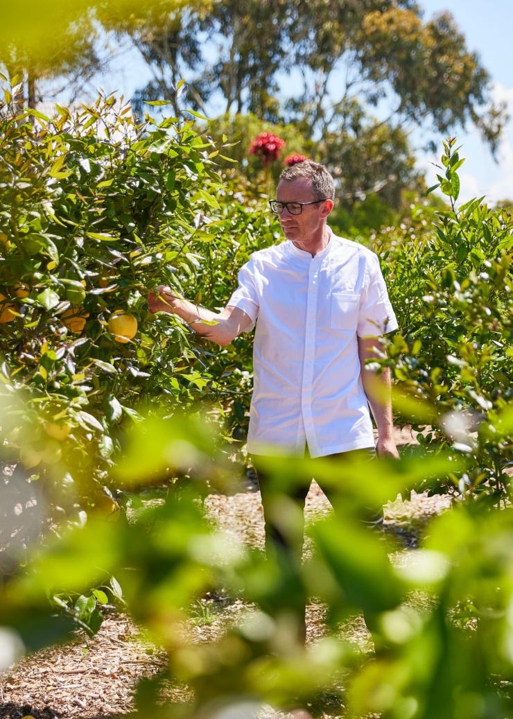 Chef Dan Hunter harvesting fresh food and botanicals from a kitchen garden, Brae, Birregurra, Victoria © Tourism Australia