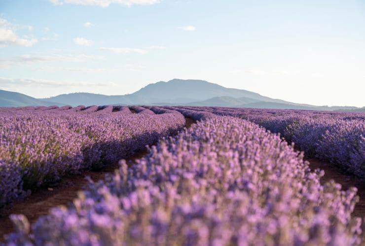 A vibrant field of purple lavender with rolling hills in the distance, Bridestowe Lavender Estate, Nabowla, Tasmania © Luke Tscharke