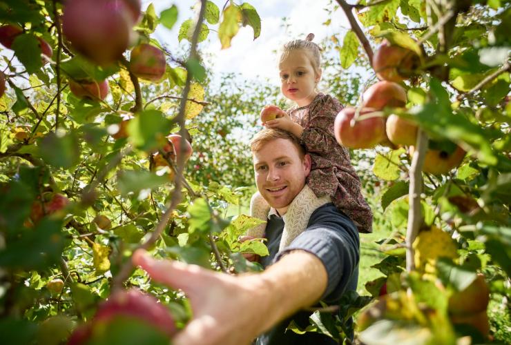 A father with a toddler on his shoulders picking apples in an orchard, Glenbernie Orchard, Illawarra, New South Wales © Tourism Australia 
