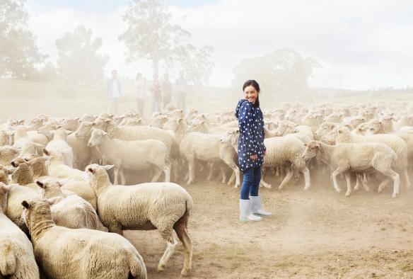 A person standing in a paddock full of sheep, Curringa Farm, Hamilton, Tasmania © Tourism Tasmania