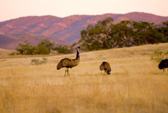 Emus in the grass at the Arkaba Conservancy, Flinders Ranges, South Australia © Wild Bush Luxury